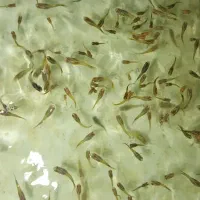 بچه گوپی