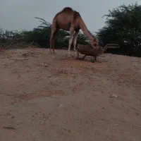 نقد