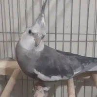 عروس هلندی نر سخنگو