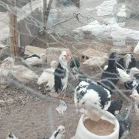 جوجه گلین اصل باکیفیت