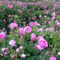 قیزیل گول|گل و گیاه طبیعی|سلماس, |دیوار
