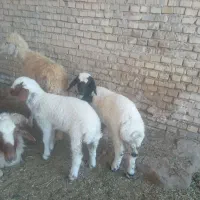 حمیدیه