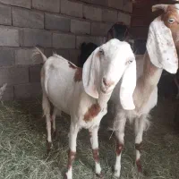 گوسفند فروشی سه قلوزا