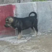 ماده