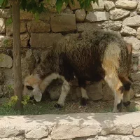 میش جفت یار حامله