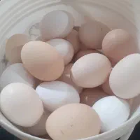 تخم مرغ نطفه دار ریشی و چهل تاج