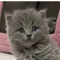 گربه بریتیش موبلند بلو