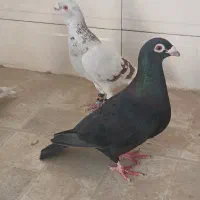 پرنده