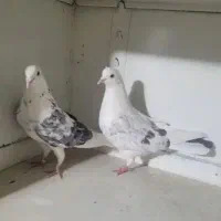 هما پشت سنگی ابلغ پرشی ضمانتی گرو خال قدیم