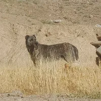 سگ گله