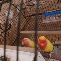 طوطی برزیلی