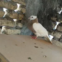 کبوتر