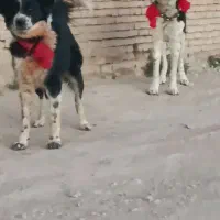 شمری یازده ماهه و شازده سیزده ماهه