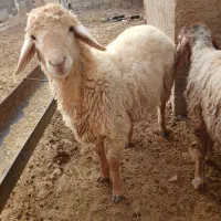 بره|حیوانات مزرعه|بجنورد, |دیوار