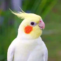 عروس گمشده