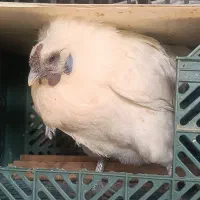 تخم مرغ محلی خونه باغ