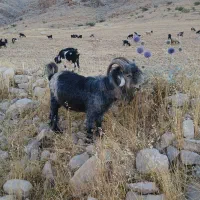 فروش تیشتر کهو سالار روزگاری