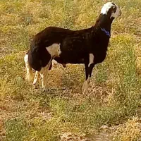 یک ماه دیگه شیشک میشه