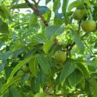 باغ-گردو