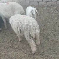 دغاغله