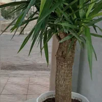 یک عدد یوکای تنه دار بزرگ