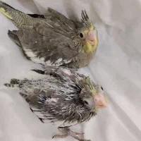جوجه عروس هلندی