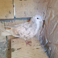 کبوتر هفرنگ
