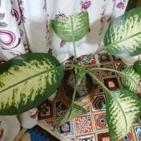 گل طبیعی|گل و گیاه طبیعی|بروجرد, |دیوار