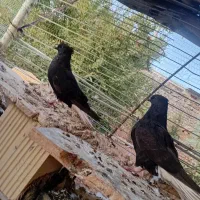 اشعل ۱۶ پر شیرازی و طوقی