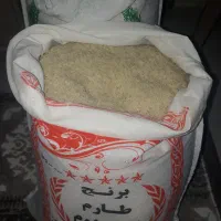 فروش برنج صدری هاشمی کشت دوم زیر قیمت