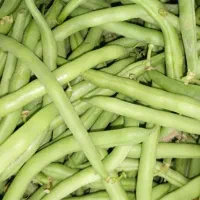 لوبیا سبز اعلا