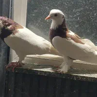 کفتر درجه یک جوجه کهنه یکجا و تکی