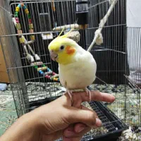عروس هلندی نر رام