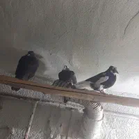 جوجه کبوتر