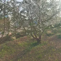 فروش-زمین-کشاورزی