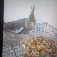 عروس هلندی|پرنده|سبزوار, اسلام آباد|دیوار