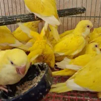 راهب زرد نرمخور ،گرینچیک تازه دونخور