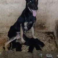 سگ.