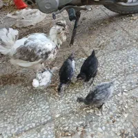 مرغ گلین و ۴ دونه جوجه