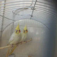 جفت مولد عروس هلندی لوتینو تضمینی