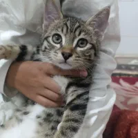 کاملارایگان فوری