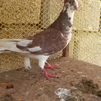 دوبر قهوه ای نر