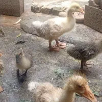 جوجه قوغاز آفریقایی