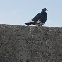 پلنگ قره سیاه کفتر گمشده