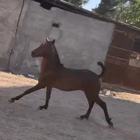 کره اسب