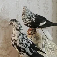 سوسکی کبوتر  هوایی درجه یک