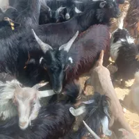 کهره نر خود بندرعباس با قصابی رایگان