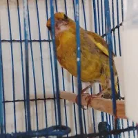 سهره سبز فول رام معاوضه