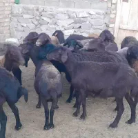 ۱۷راس‌گوسفند ‌بره‌دارقزل‌افشار‌جوان‌برای‌نگهداری