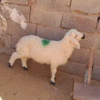 بره|حیوانات مزرعه|زرند, |دیوار